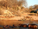 Ruaha-River-Lodge