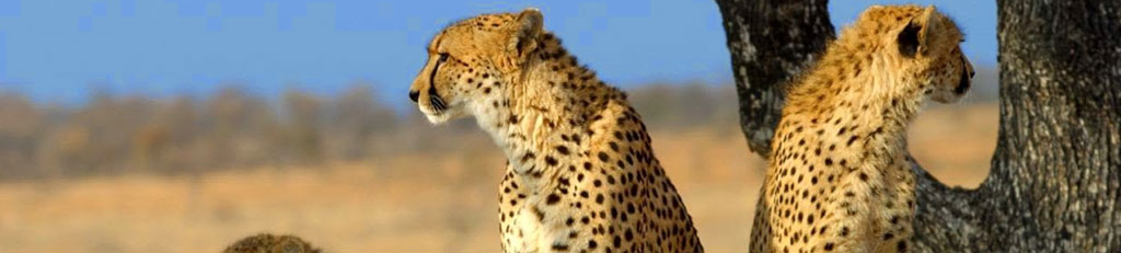 cheetah_safari_banner