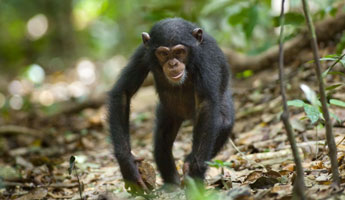 chimpanzee_trail