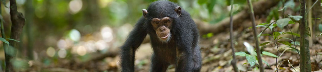 chimpanzee_trail_banner