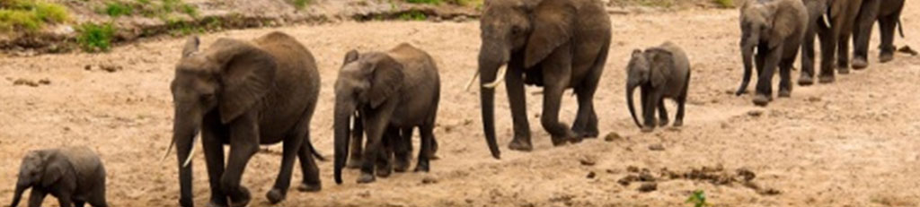 elephant-safari-banner