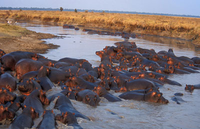 katavi national park