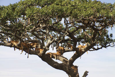 lake manyara