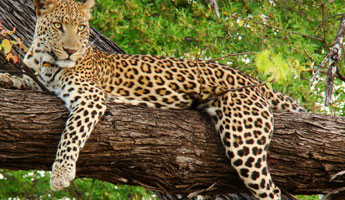 leopard_safari