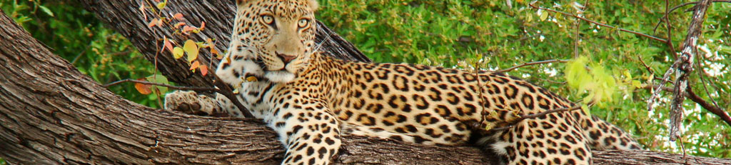 leopard_safari_banner