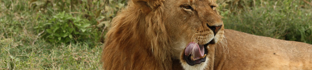 lion_safari_banner