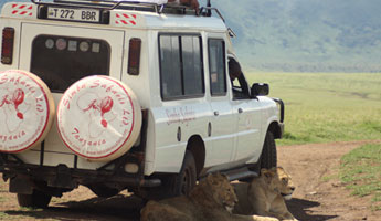 tanzania_lion_safari