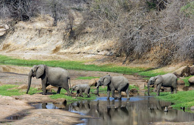 ruaha national park