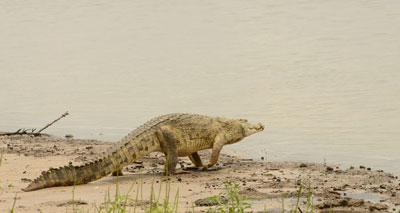 selous game reserve