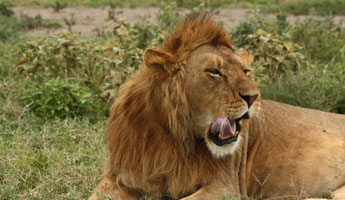 tanzania_lion_safari