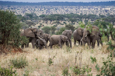 tarangire national park